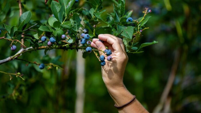 Садівники розповіли, чим підживити лохину в листопаді