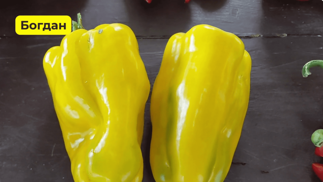 Городники із Сум назвали найкращі сорти солодкого перцю в 2025 році