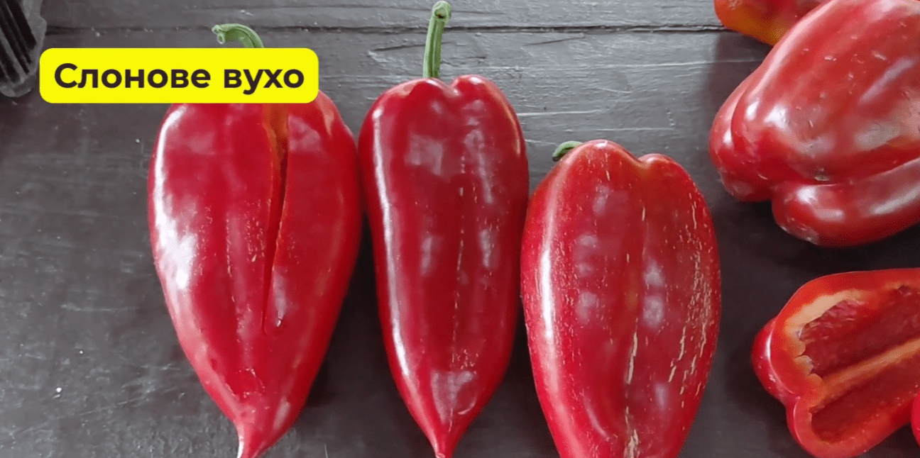 Городники із Сум назвали найкращі сорти солодкого перцю в 2025 році