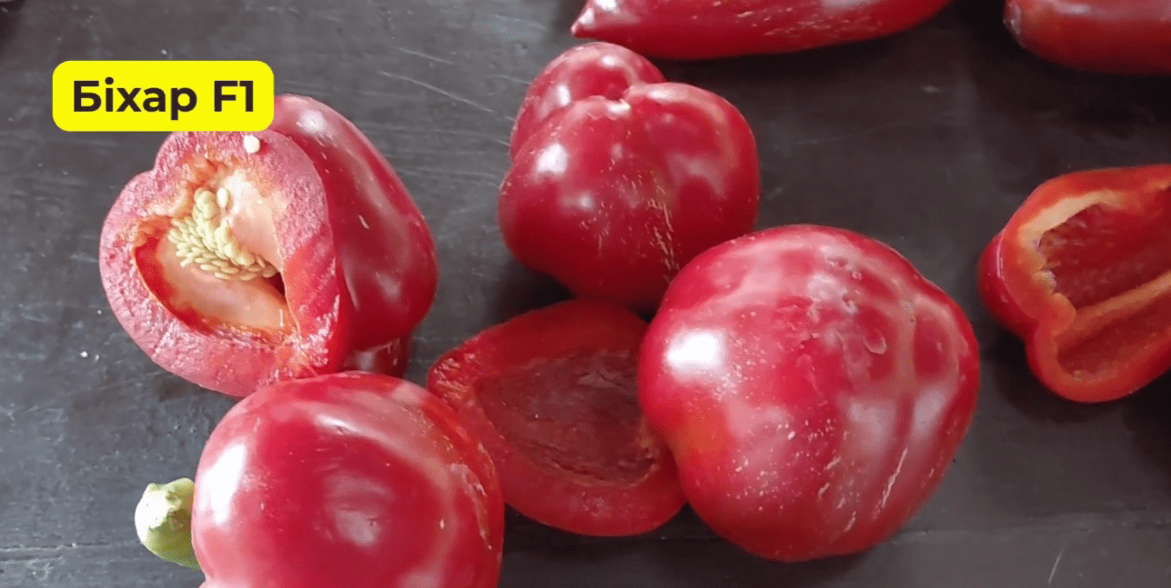 Городники із Сум назвали найкращі сорти солодкого перцю в 2025 році