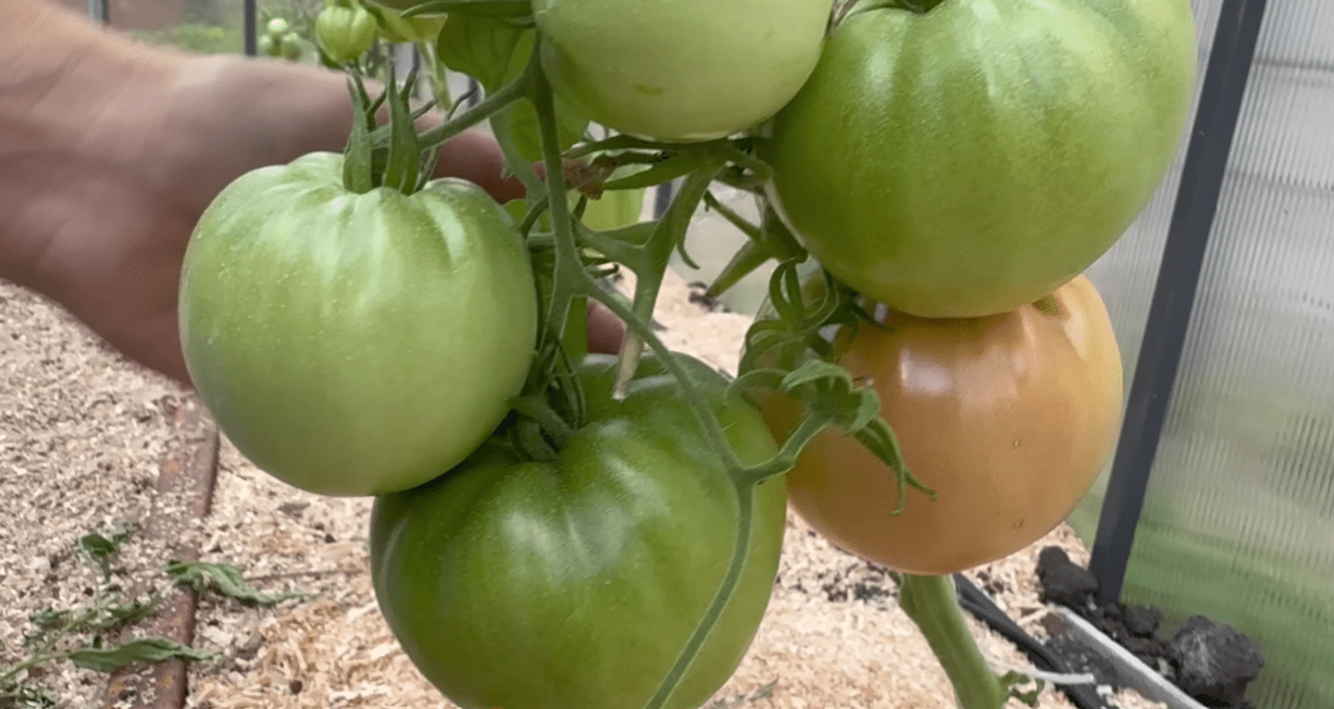 Городниця назвала старі радянські сорти помідорів зі справжнім томатним смаком