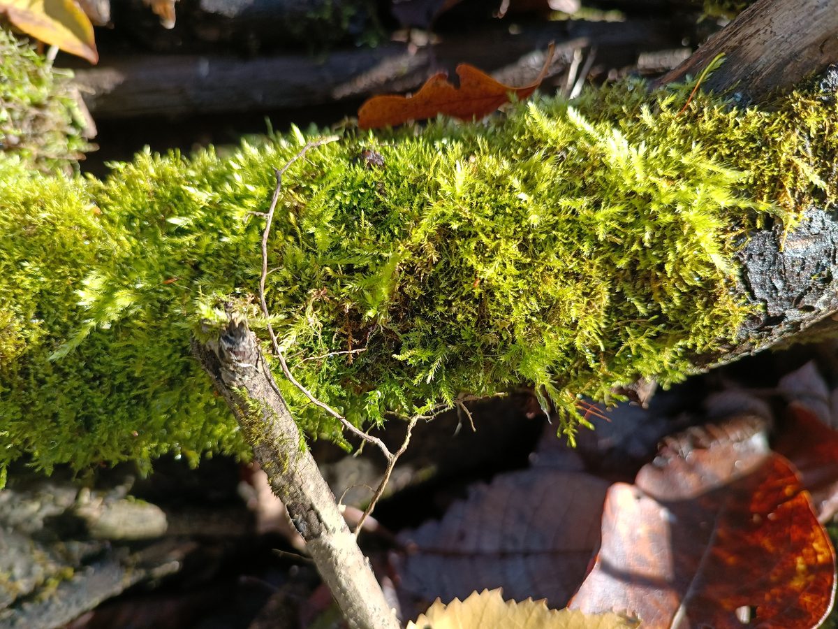 Експерти розповіли, як позбутись від моху та лишайнику в домашніх умовах – корисні поради