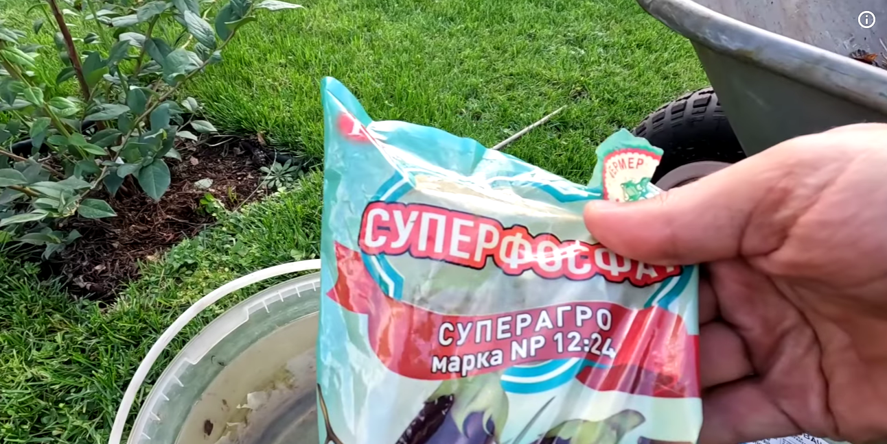 Садівник розкрив 3 секретні кроки осіннього догляду за лохиною