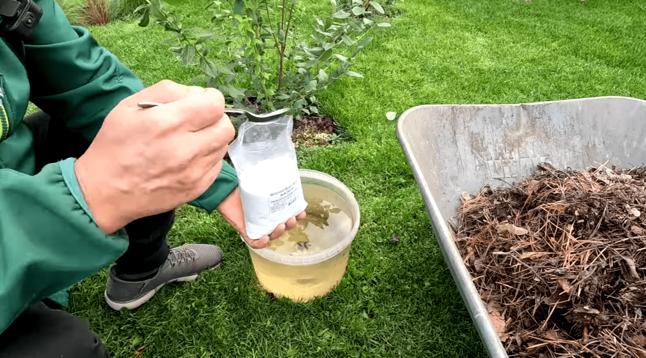 Садівник розкрив 3 секретні кроки осіннього догляду за лохиною