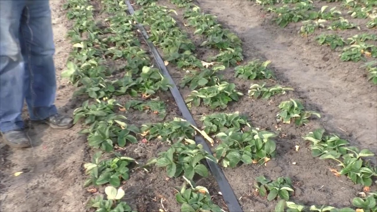 Садівники назвали метод посадки полуниці, який гарантує 100% приживлюваність