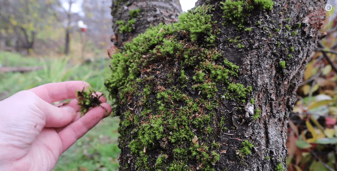 Чим провести обробку саду у листопаді, щоб отримати добрий урожай у 2026 році