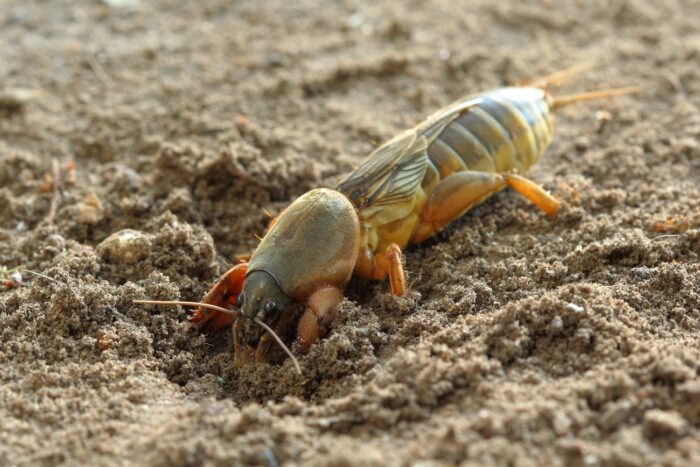 Городники розповіли, як зробити на зиму пастки від капустянок  