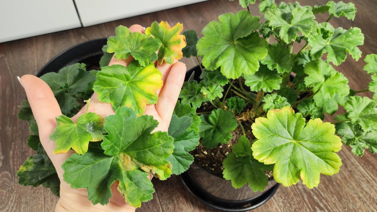 Квітникарі розповіли, як швидко зупинити пожовтіння герані в домашніх умовах