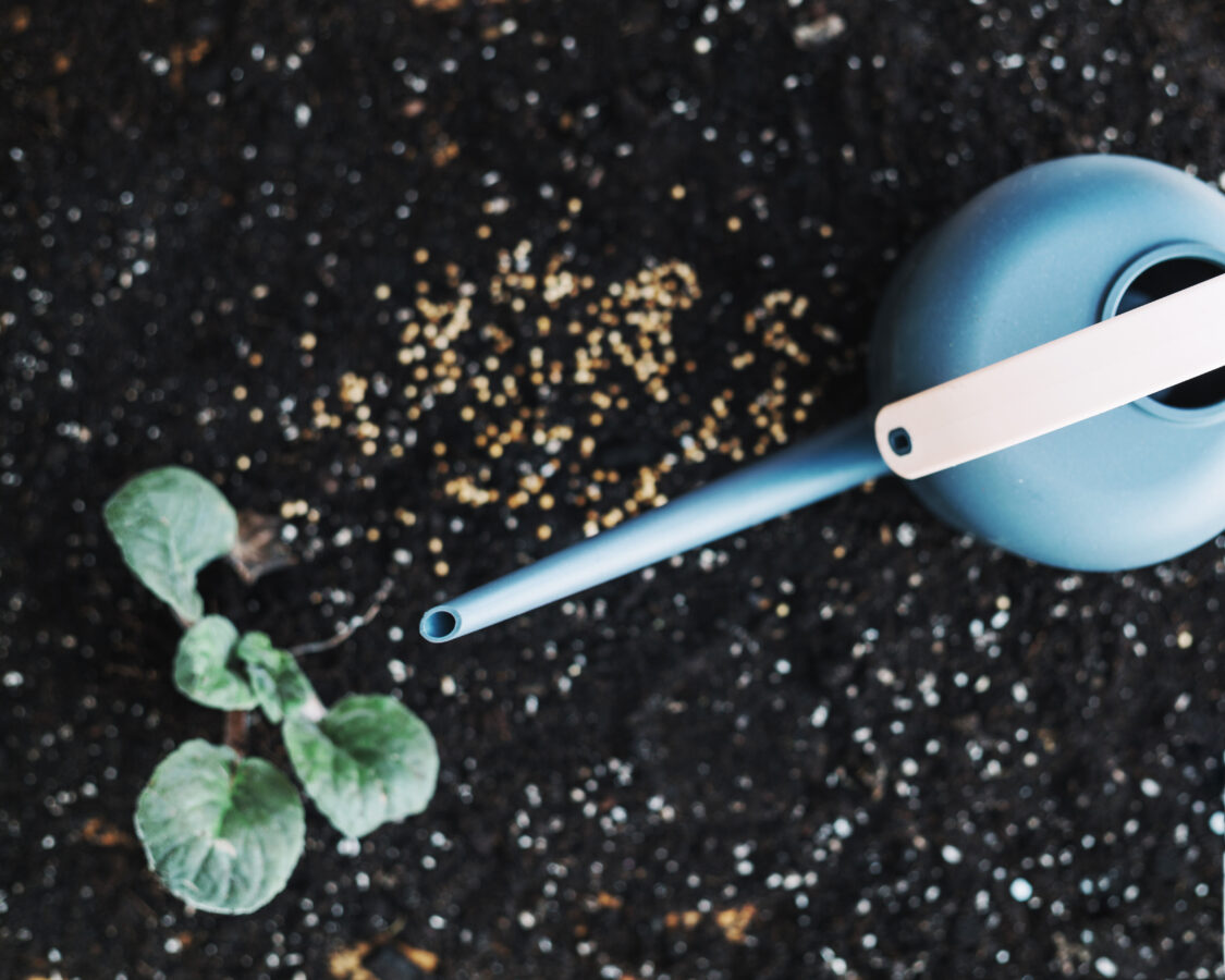 Агрономи назвали 3 перевірені підживлення, які миттєво активують ріст овочів