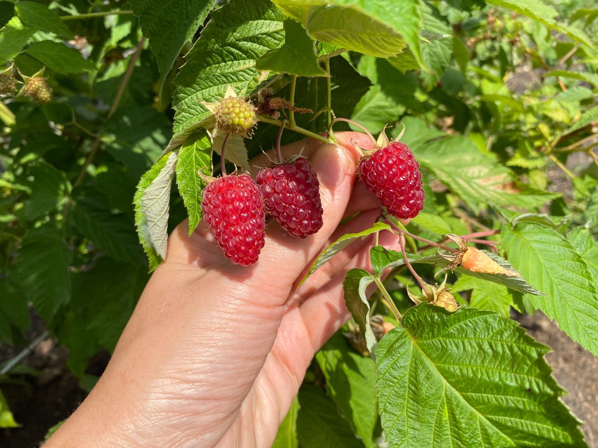 Садівники назвали найкращі літні сорти малини