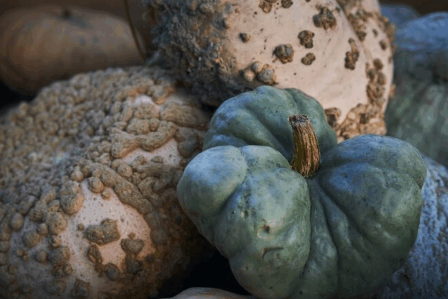 Агрономи розсекретили екзотичний сорт гарбуза, який має сині плоди