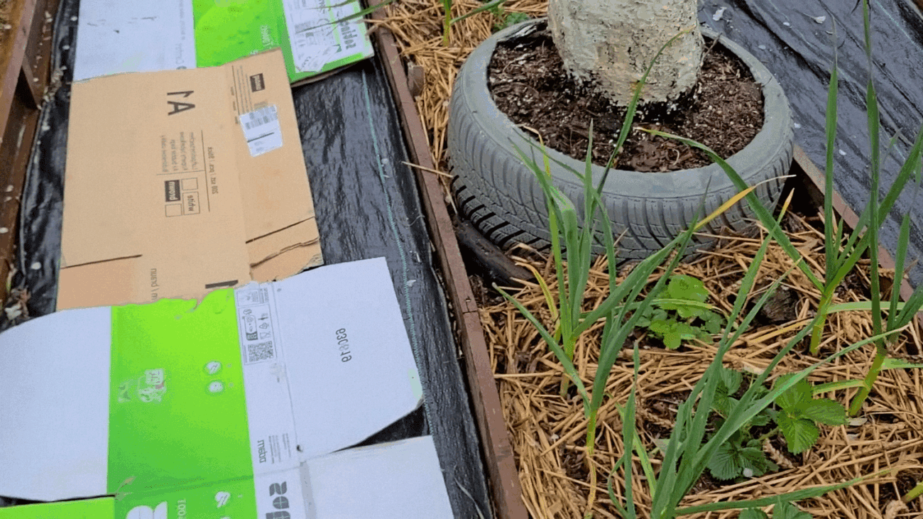 Городники розповіли, як використати картон у саду та на городі