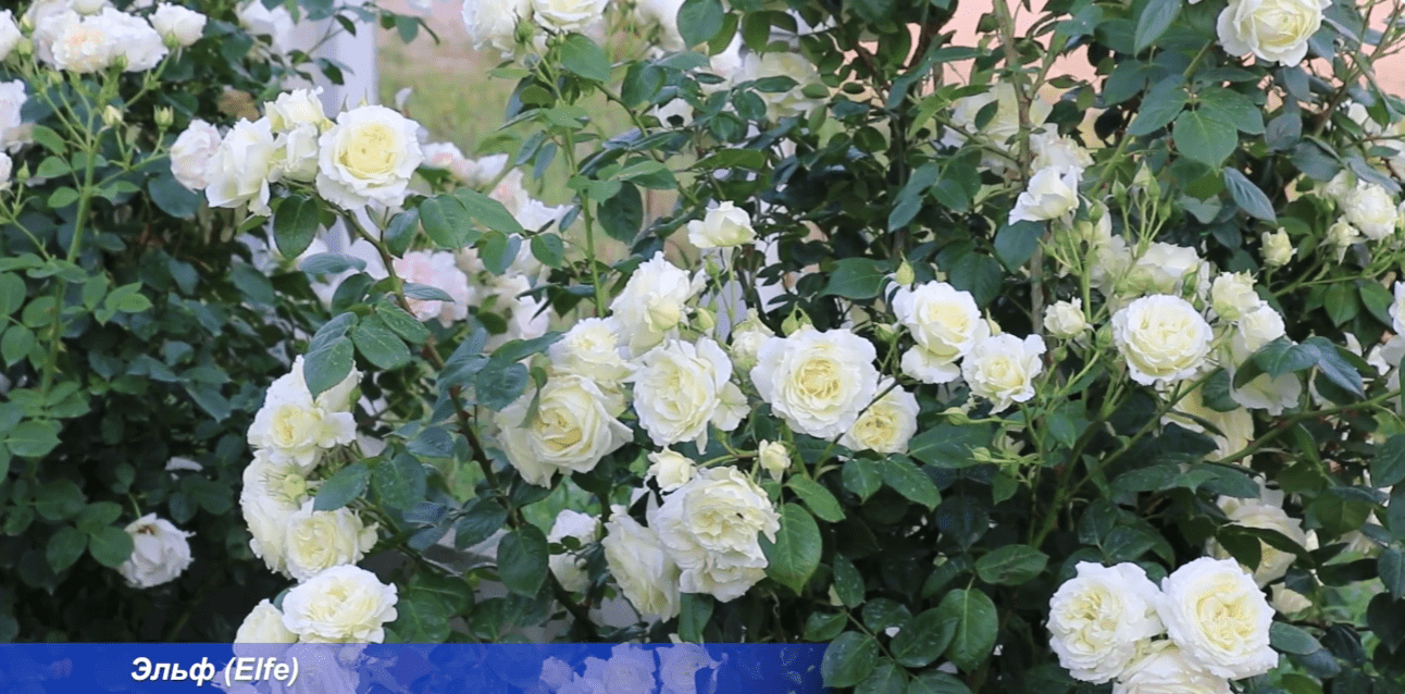 Садівники назвали найкращі сорти троянд для створення найромантичнішого саду