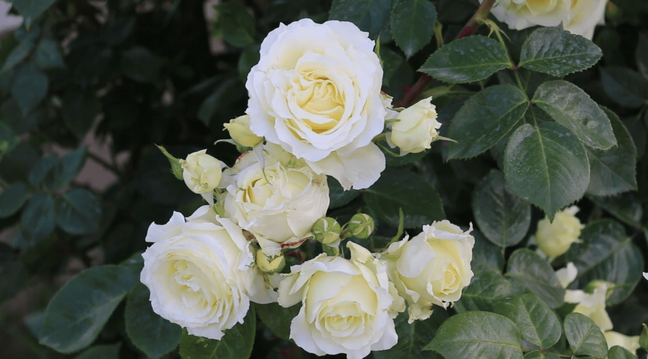 Садівники назвали найкращі сорти троянд для створення найромантичнішого саду