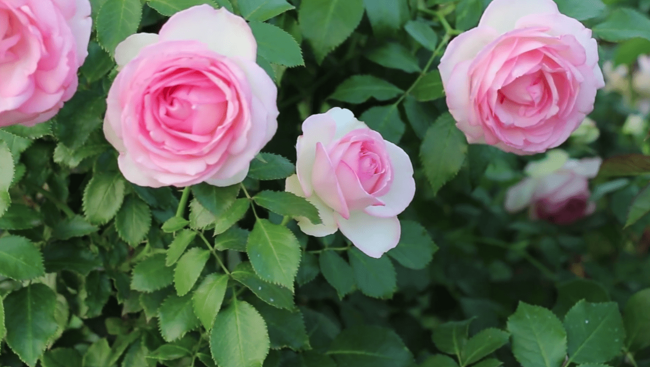 Садівники назвали найкращі сорти троянд для створення найромантичнішого саду