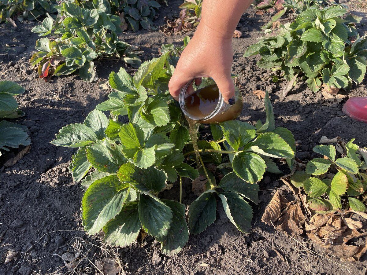 Експерти пояснили, як правильно доглядати за полуницею в осінній період для кращого врожаю