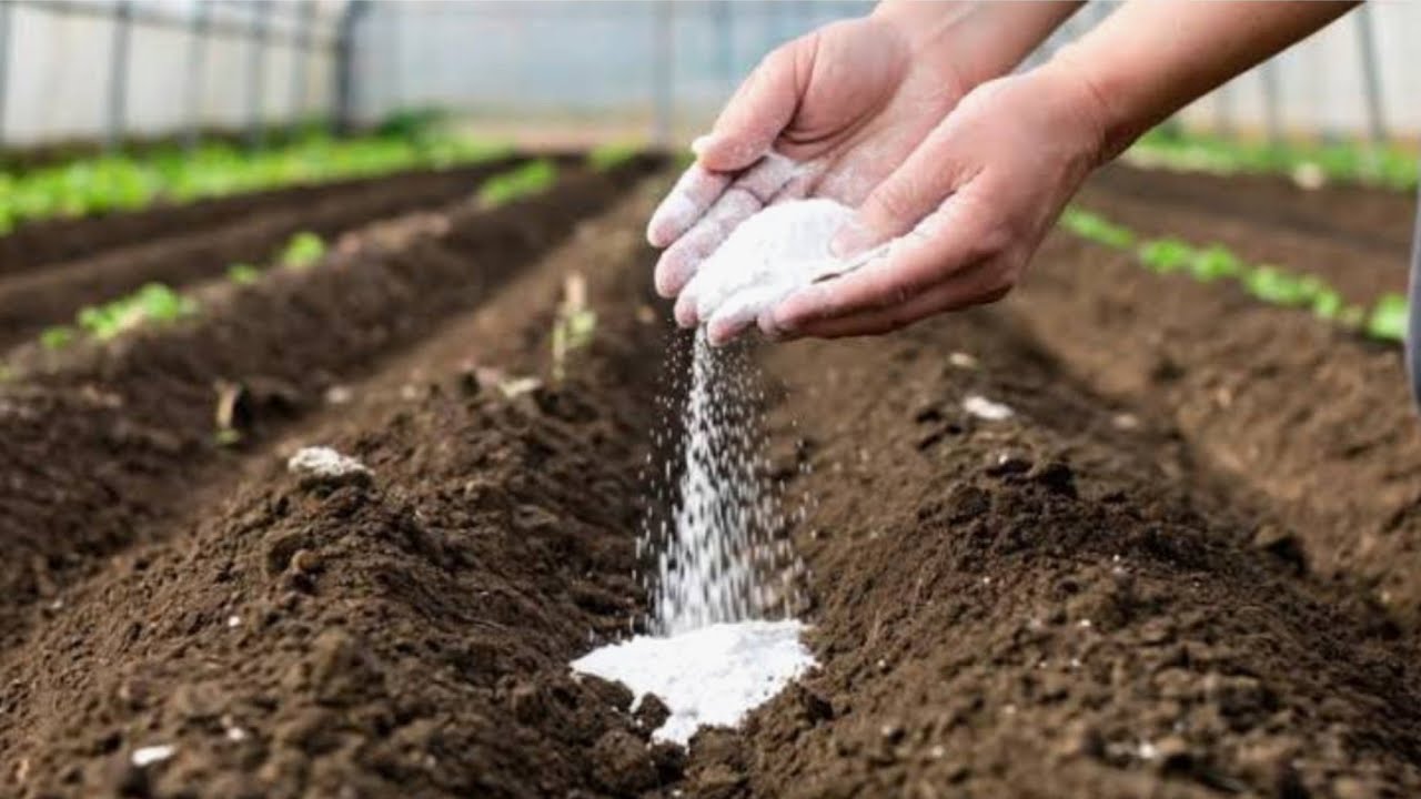 Агрономи розповіли, що необхідно обов'язково розкидати по ґрунту в листопаді