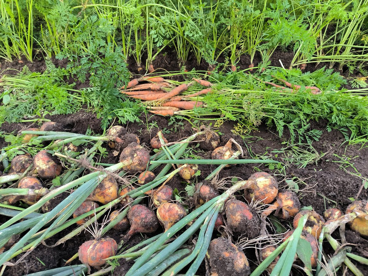 Експерти пояснили, як правильно зберігати врожай цибулі, якщо умови для цього непідхожі