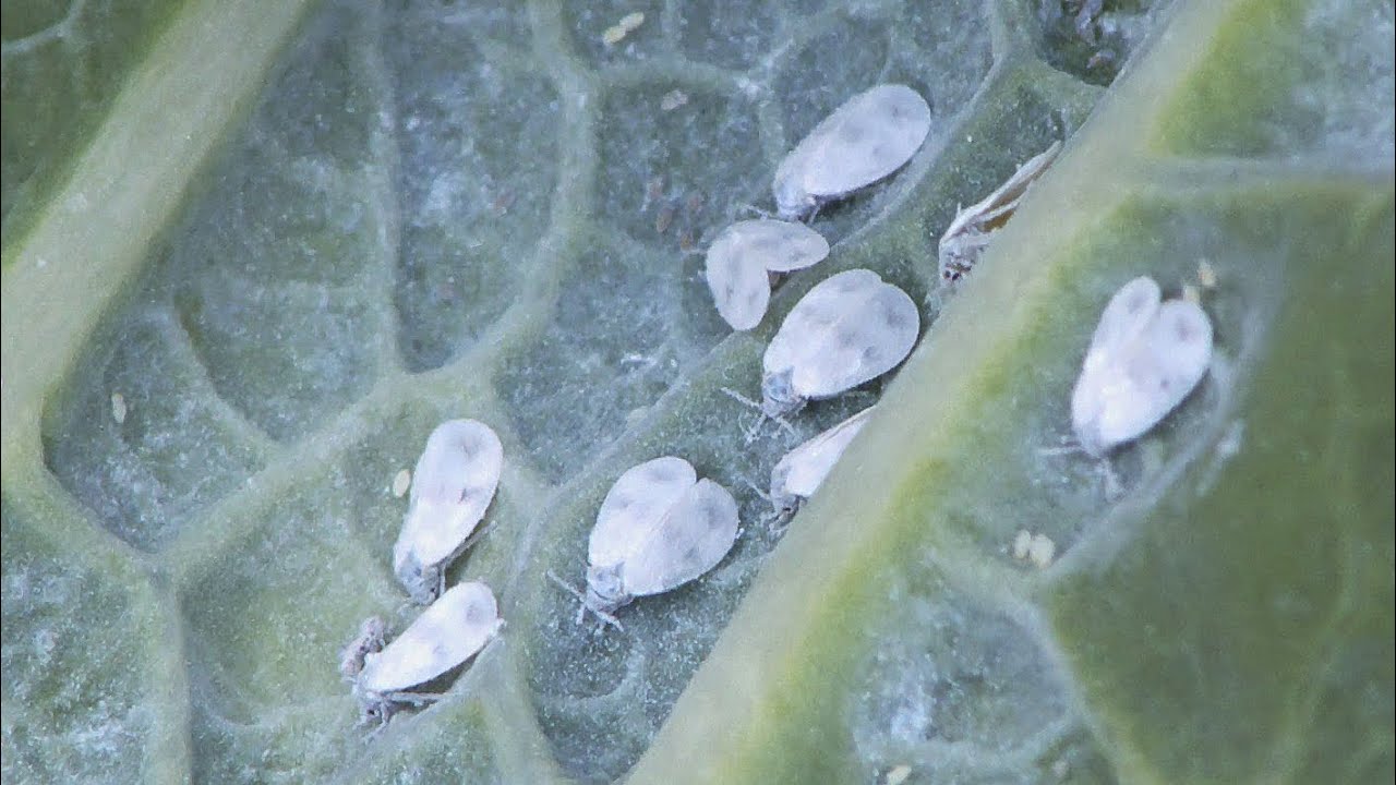 Городники розповіли, як боротися з білокрилкою, щоб вона не прокинулася навесні