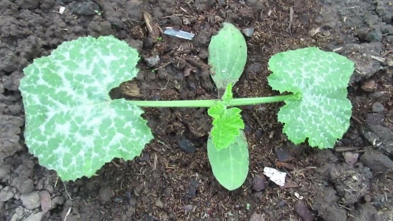 Чим підгодувати кабачки, щоб вони плодоносили до самих заморозків
