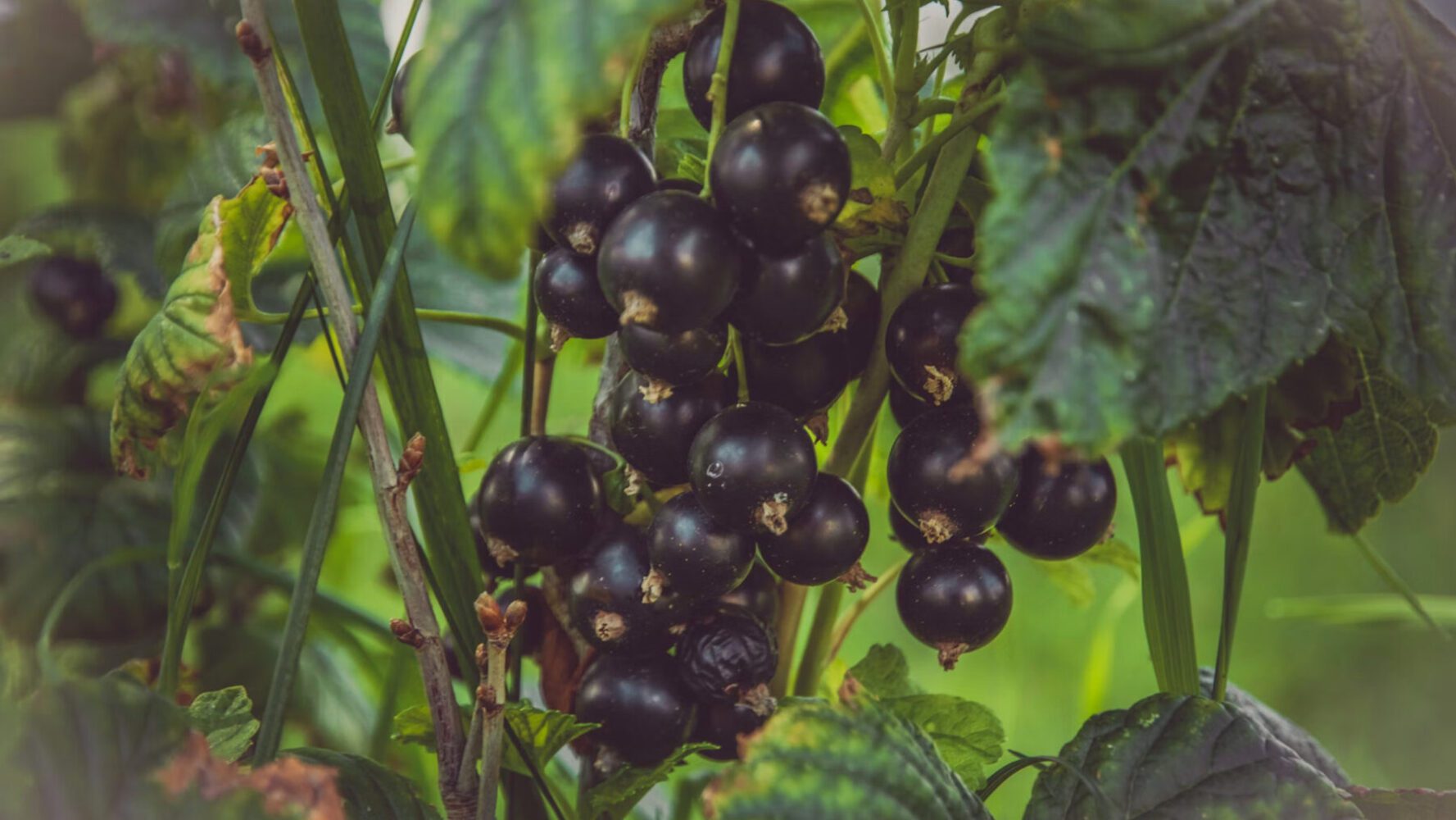 Садівники порадили підживку для ожини й смородини восени