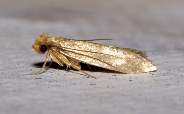 Господині розповіли, як зробити кульки від молі у домашніх умовах 