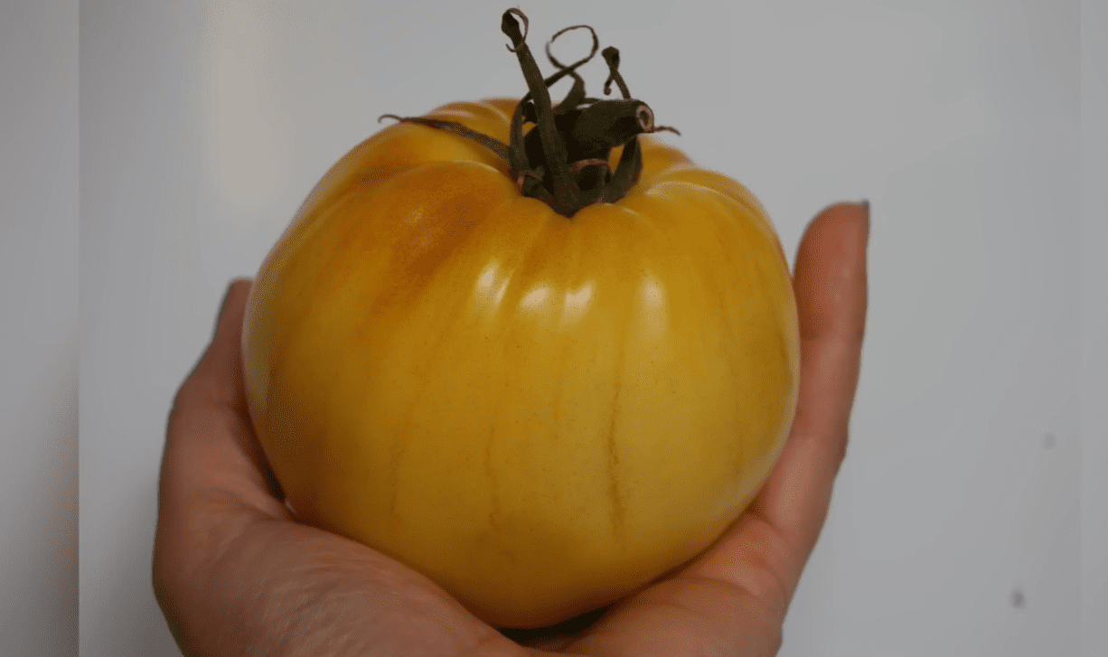 Городники назвали сорти помідорів, які вже багато років у списку чемпіонів