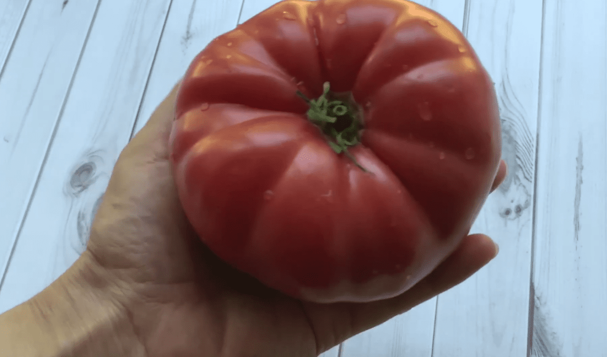 Городники назвали сорти помідорів, які вже багато років у списку чемпіонів