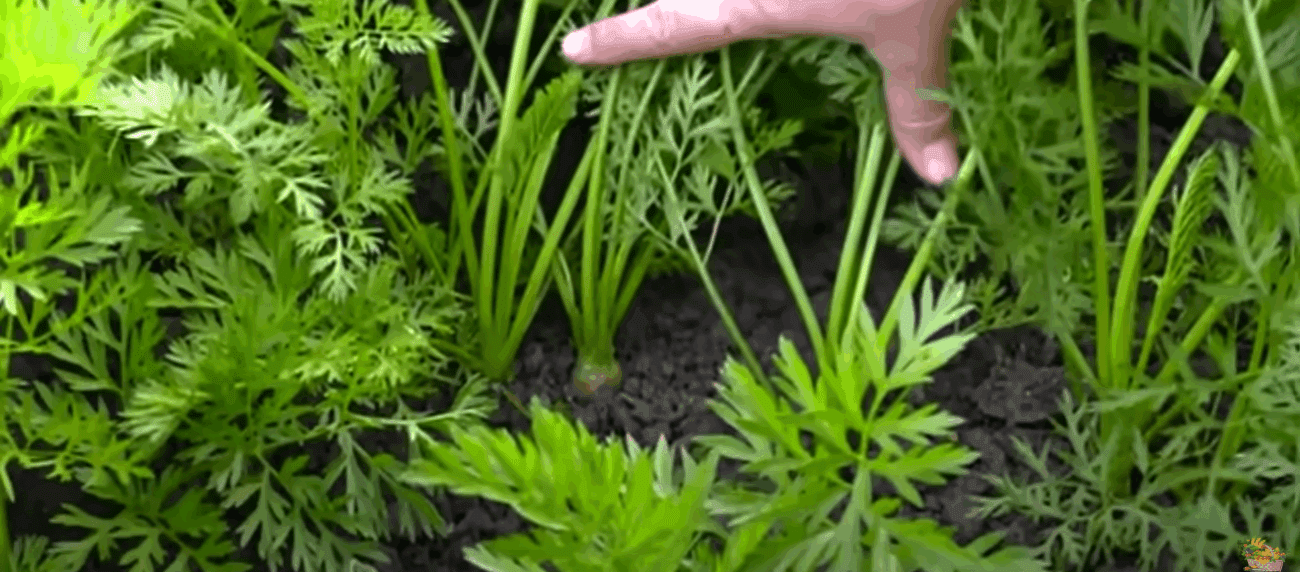 Городники розповіли, що ще можна посадити у листопаді, окрім часнику