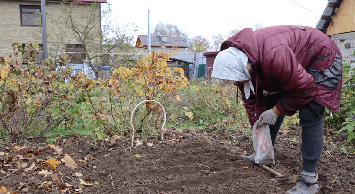 Городники розповіли, що ще можна посадити у листопаді, окрім часнику