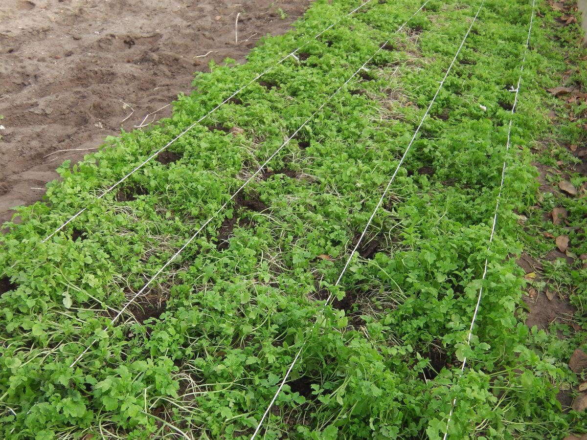 Городники розповіли про правила та нюанси посіву сидератів під зиму для родючості ґрунту