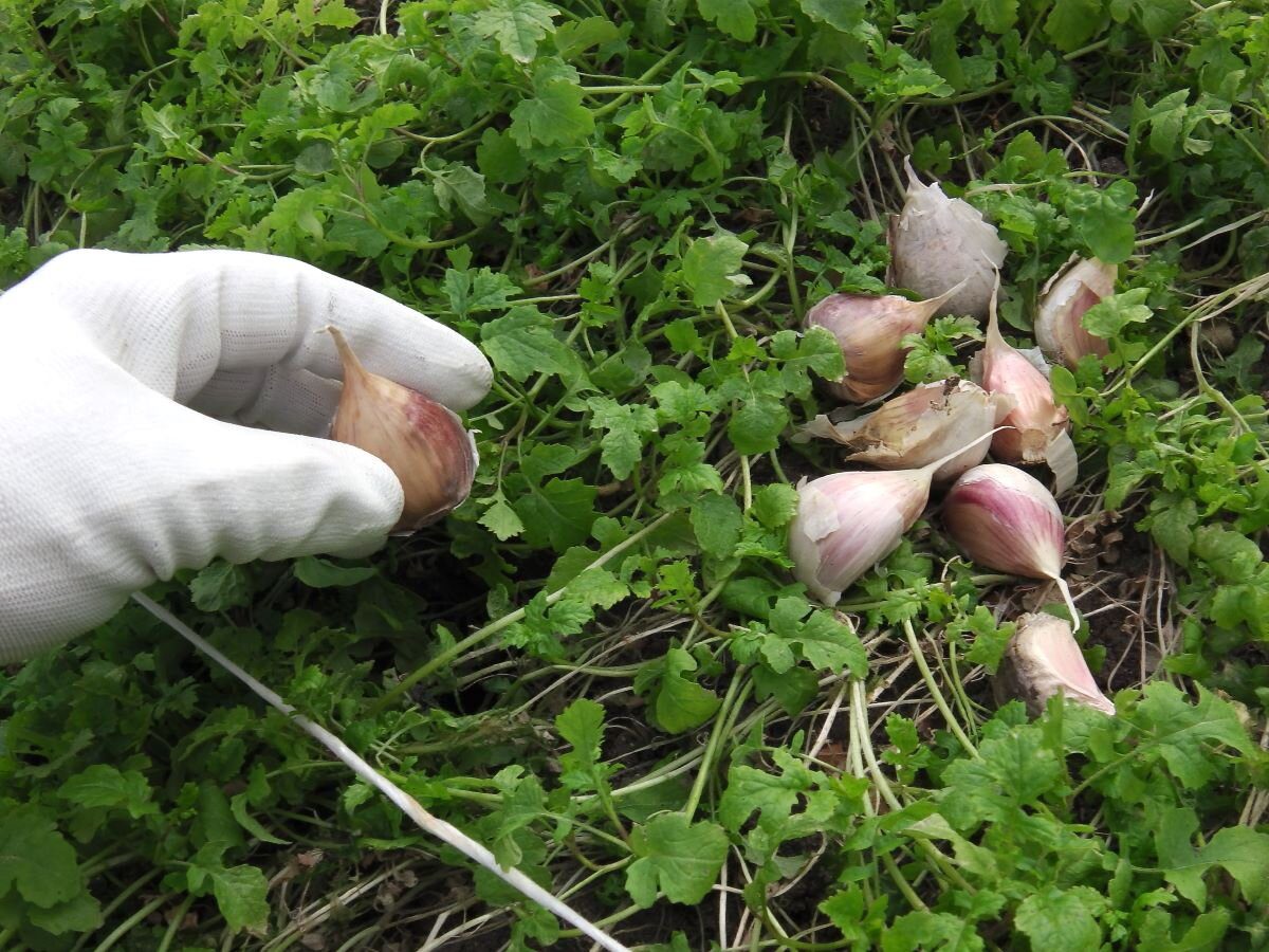 Городники розповіли про правила та нюанси посіву сидератів під зиму для родючості ґрунту