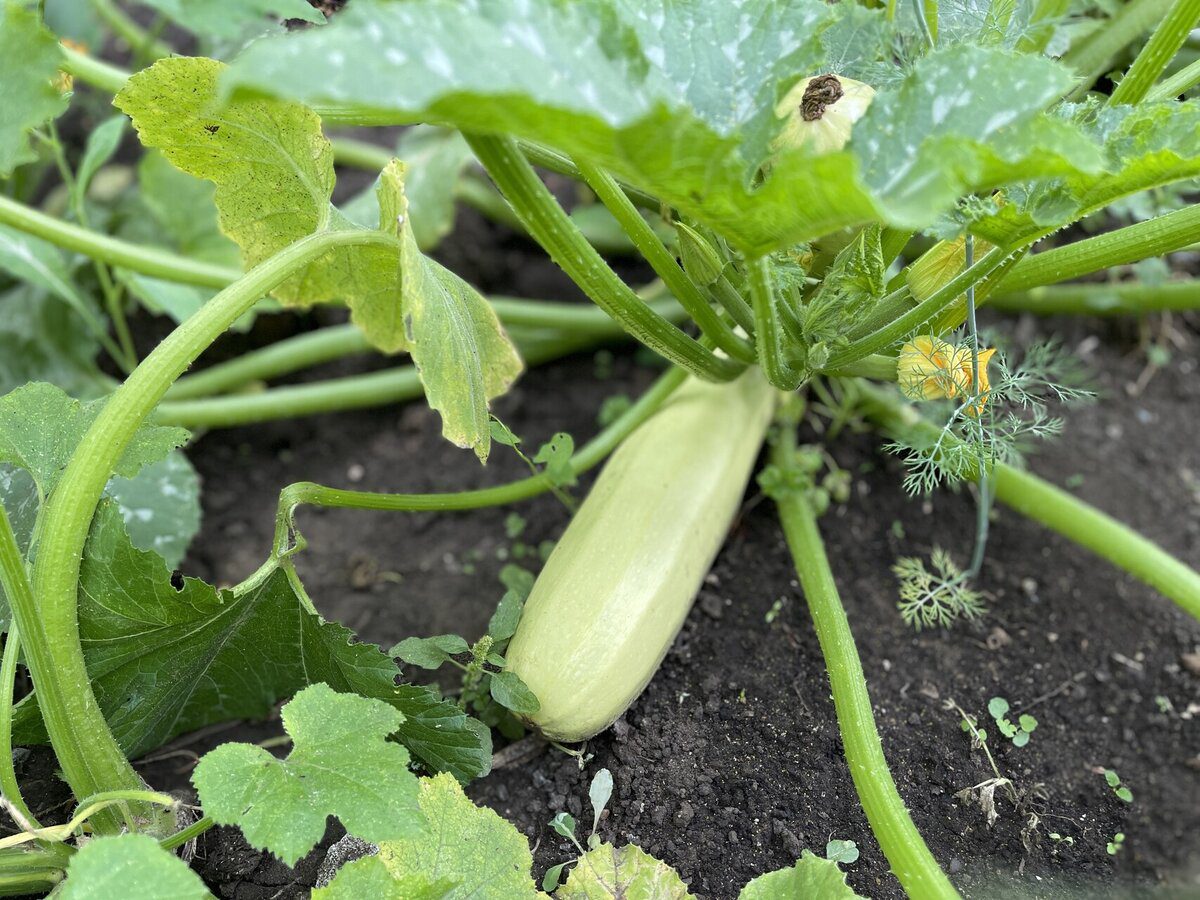 Городники розповіли, який сорт ранніх кабачків дає найкращий і найвищий урожай – назва