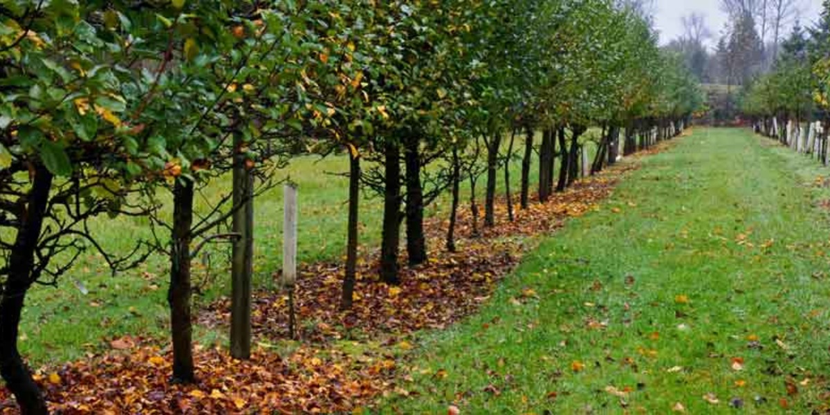 Городник розповів, що робити, якщо не встигли обробити сад вчасно