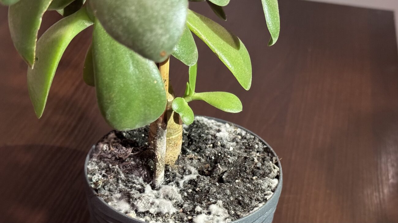 Господині розповіли, чому пліснявіє ґрунт у кімнатних квітах і як це виправити 