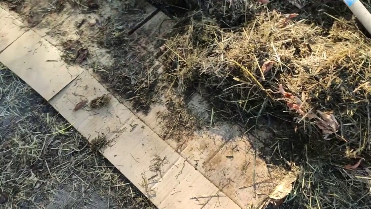 Навіщо на городі використовують картон