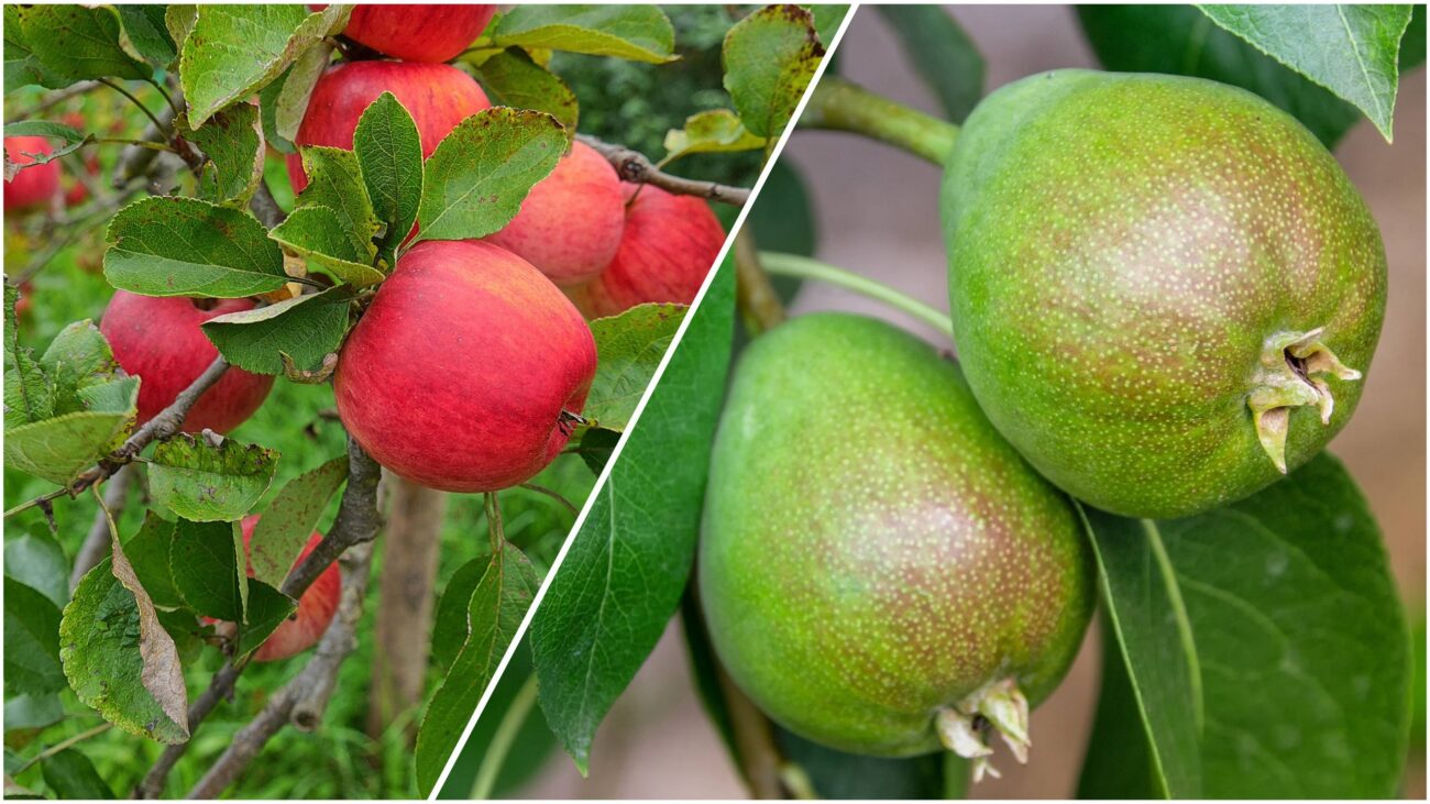 Садівники розповіли, чим підживити яблуні й груші восени