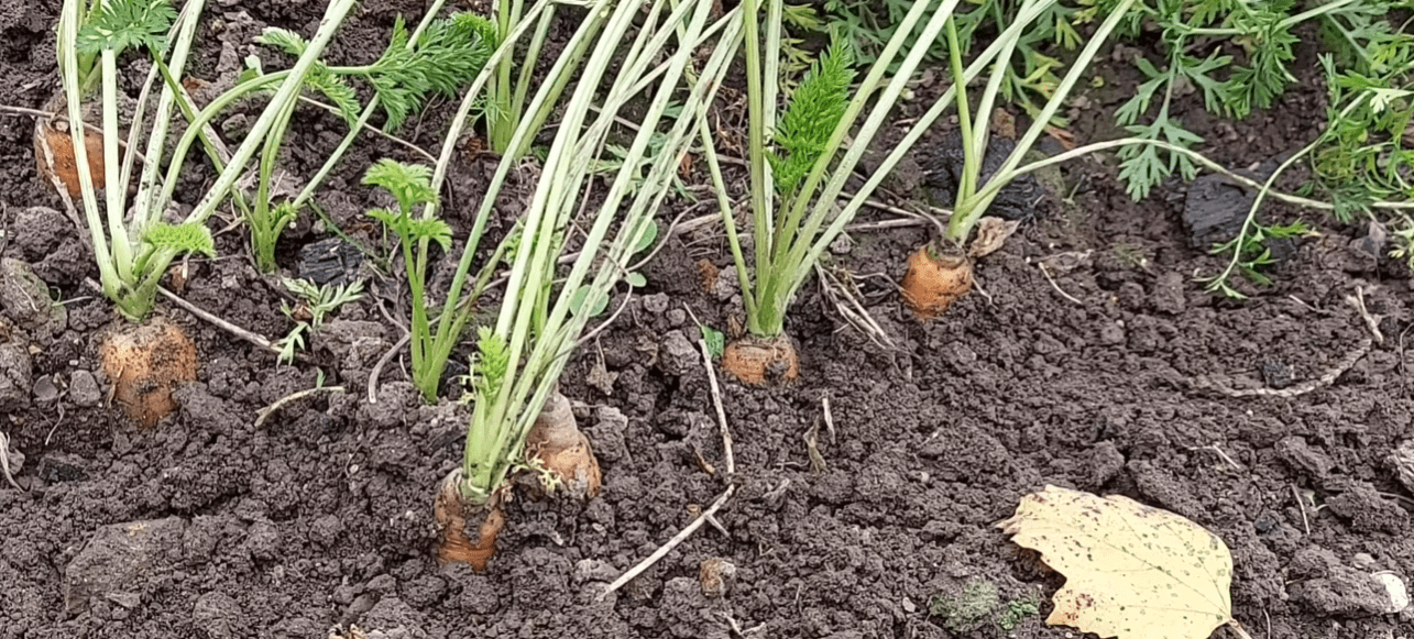 Як зберегти моркву та буряк свіжими та соковитими до самого літа