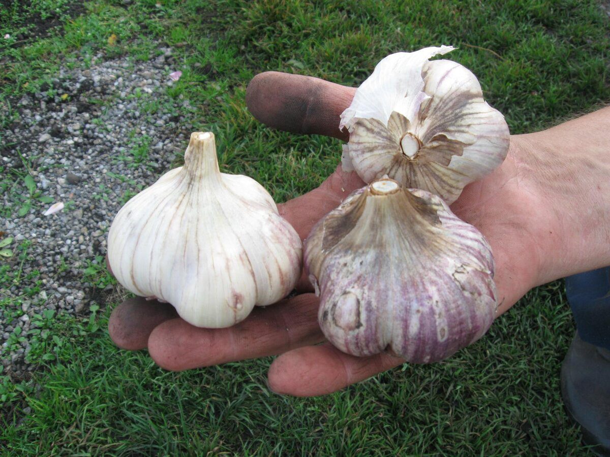 Експерти розповіли, що робити, якщо проріс озимий часник, аби він не перемерз протягом зими