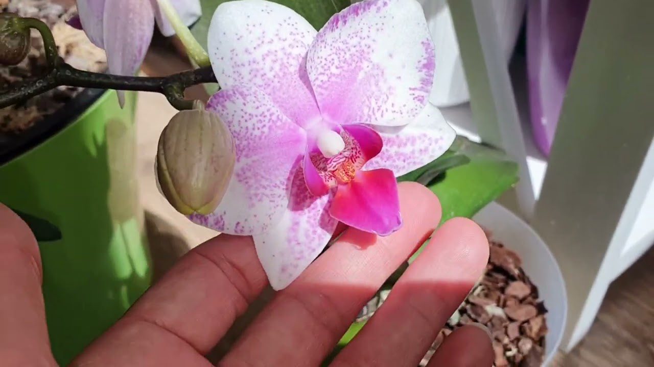 Квітникар розповіли, як вирощувати орхідею в скляній вазі без субстрату