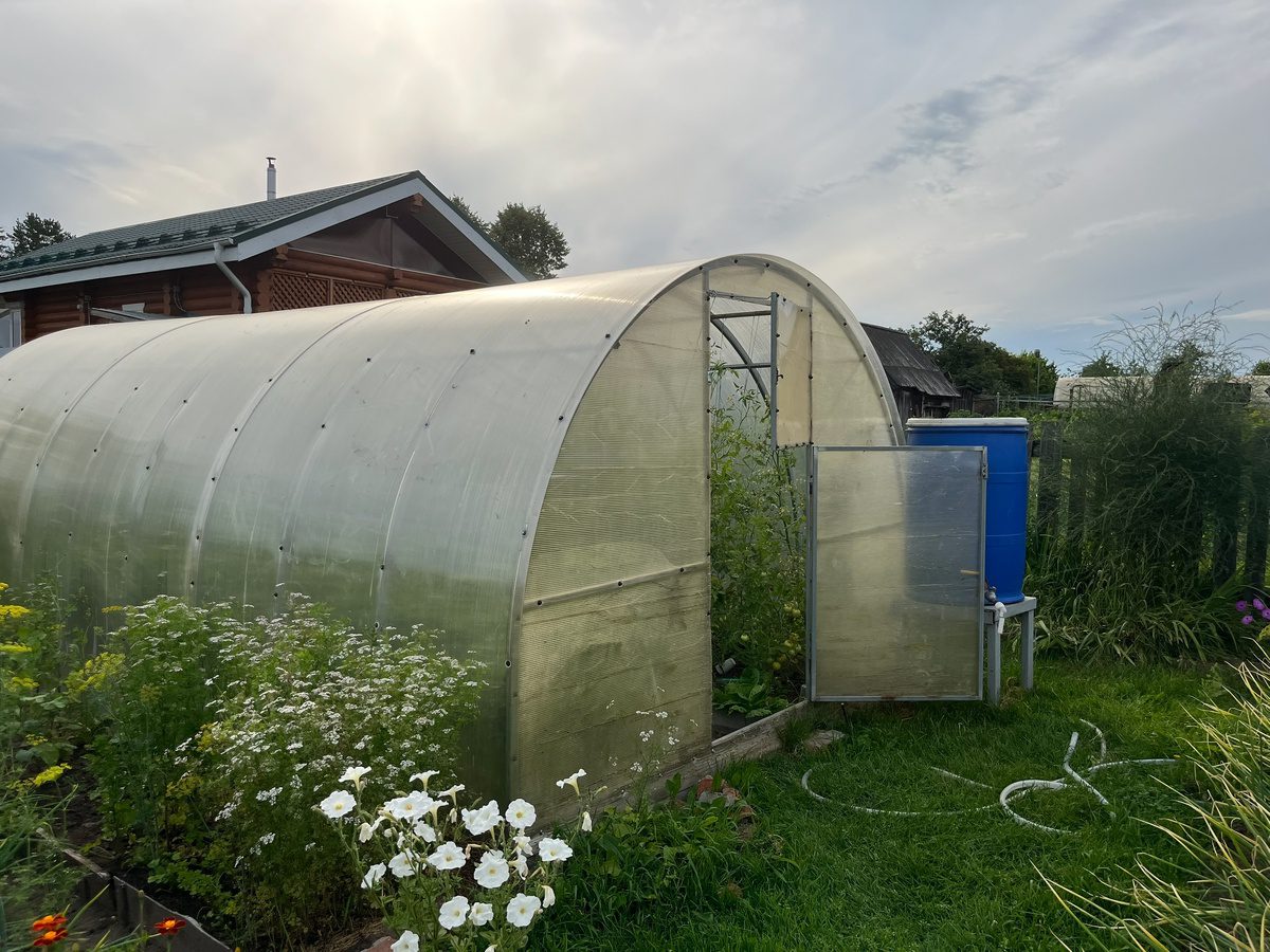 Городники розповіли, як за допомогою оцту навести лад у парнику