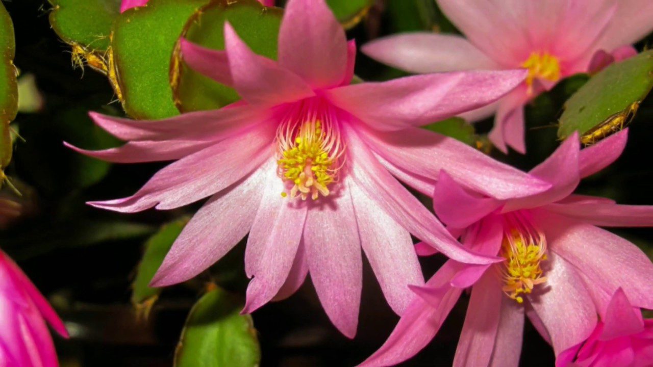 Досвідчені квітникарі розповіли, що потрібно декабристу в листопаді