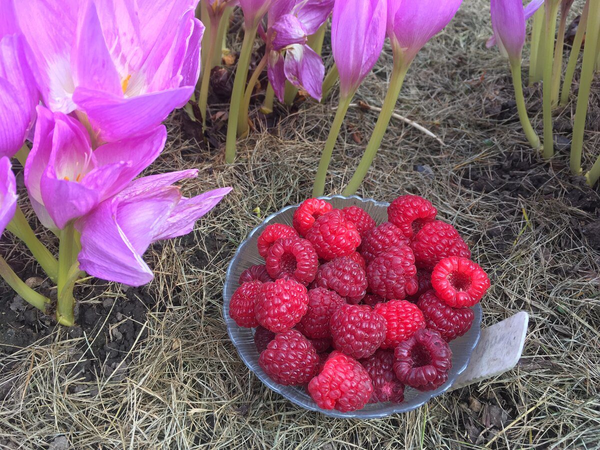 Експерти розповіли, яке добриво дати кущам малини для кращої врожайності через рік