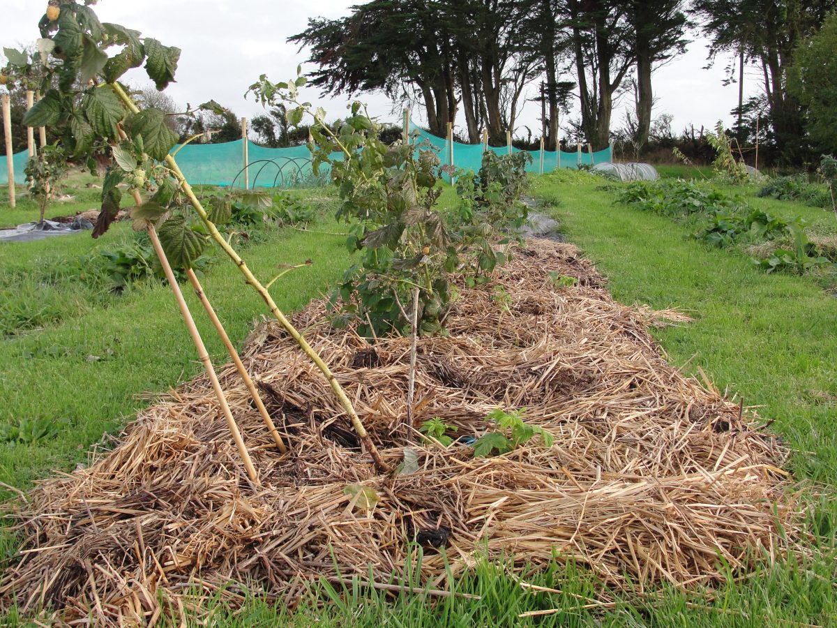 Експерти розповіли, яке добриво дати кущам малини для кращої врожайності через рік