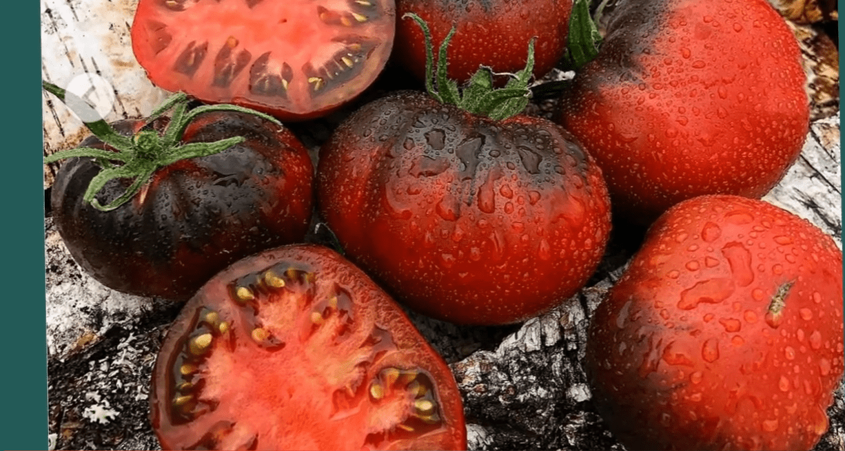 Городники назвали найкращий сорт томату: шедеври світової селекції