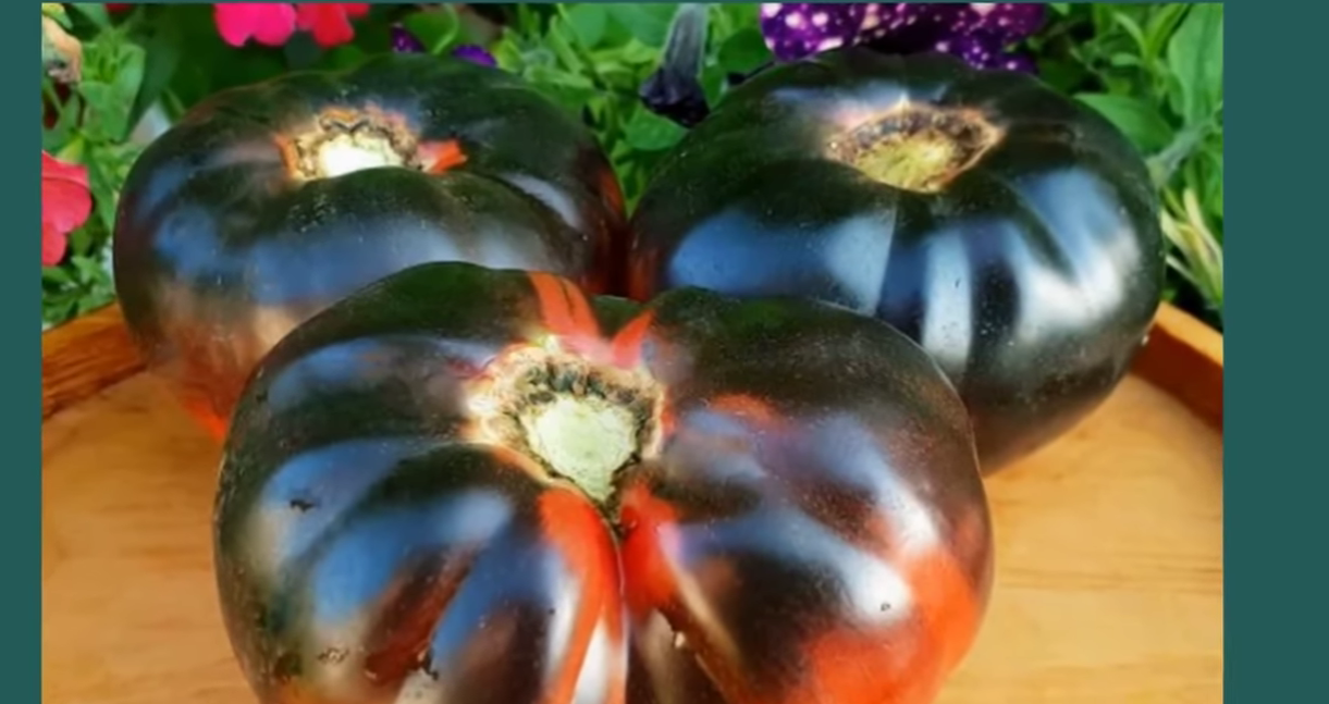 Городники назвали найкращий сорт томату: шедеври світової селекції