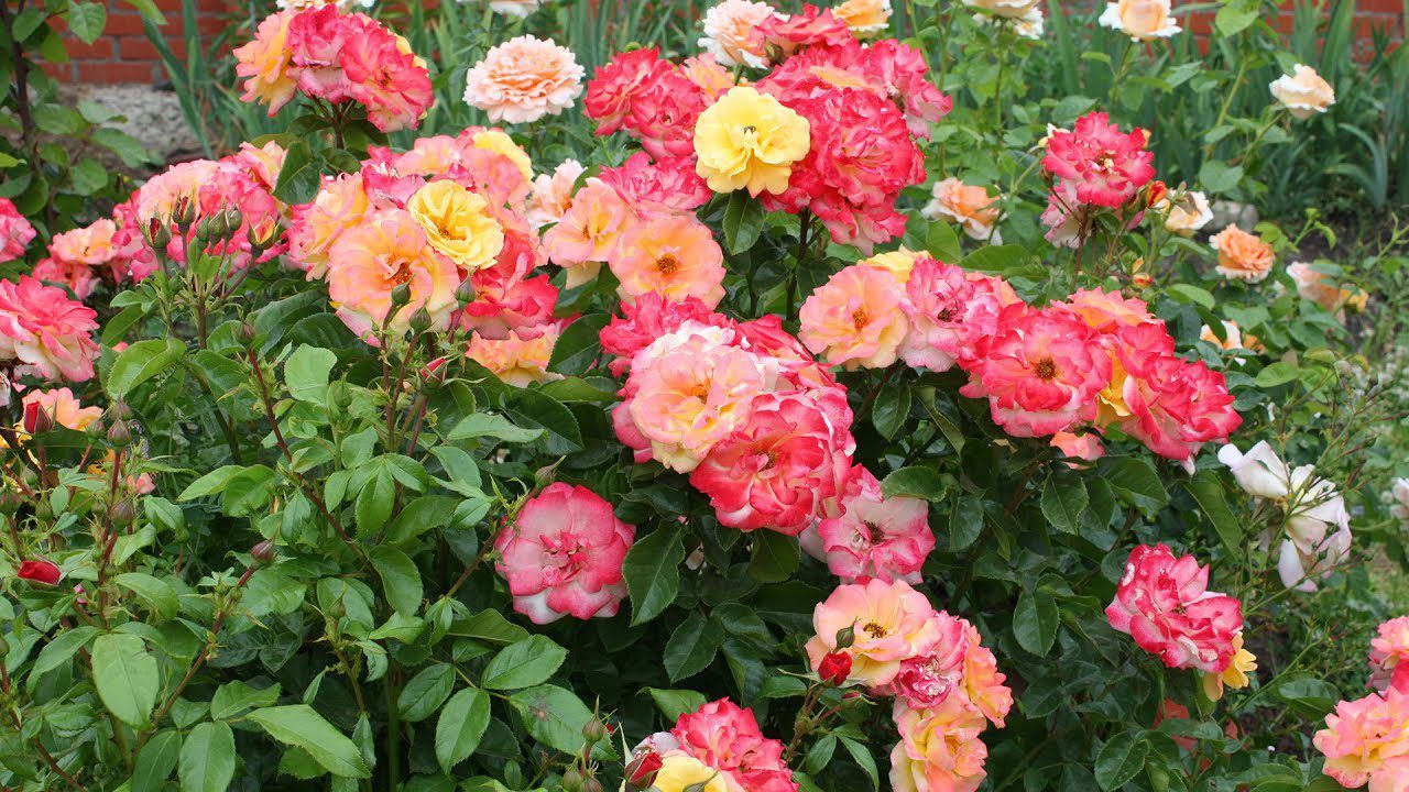 Садівники розповіли, чим підживити троянди для зміцнення перед зимовими холодами