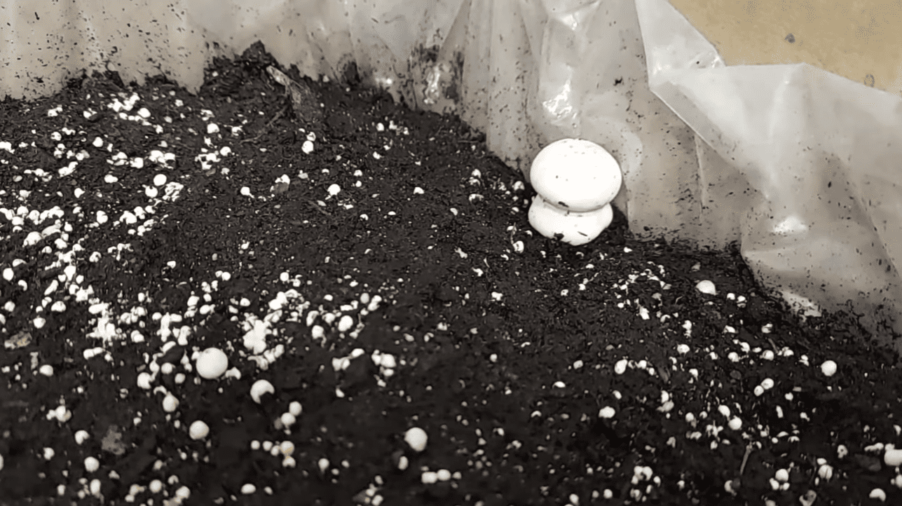 Вирощування печериць вдома: вся правда без прикрас