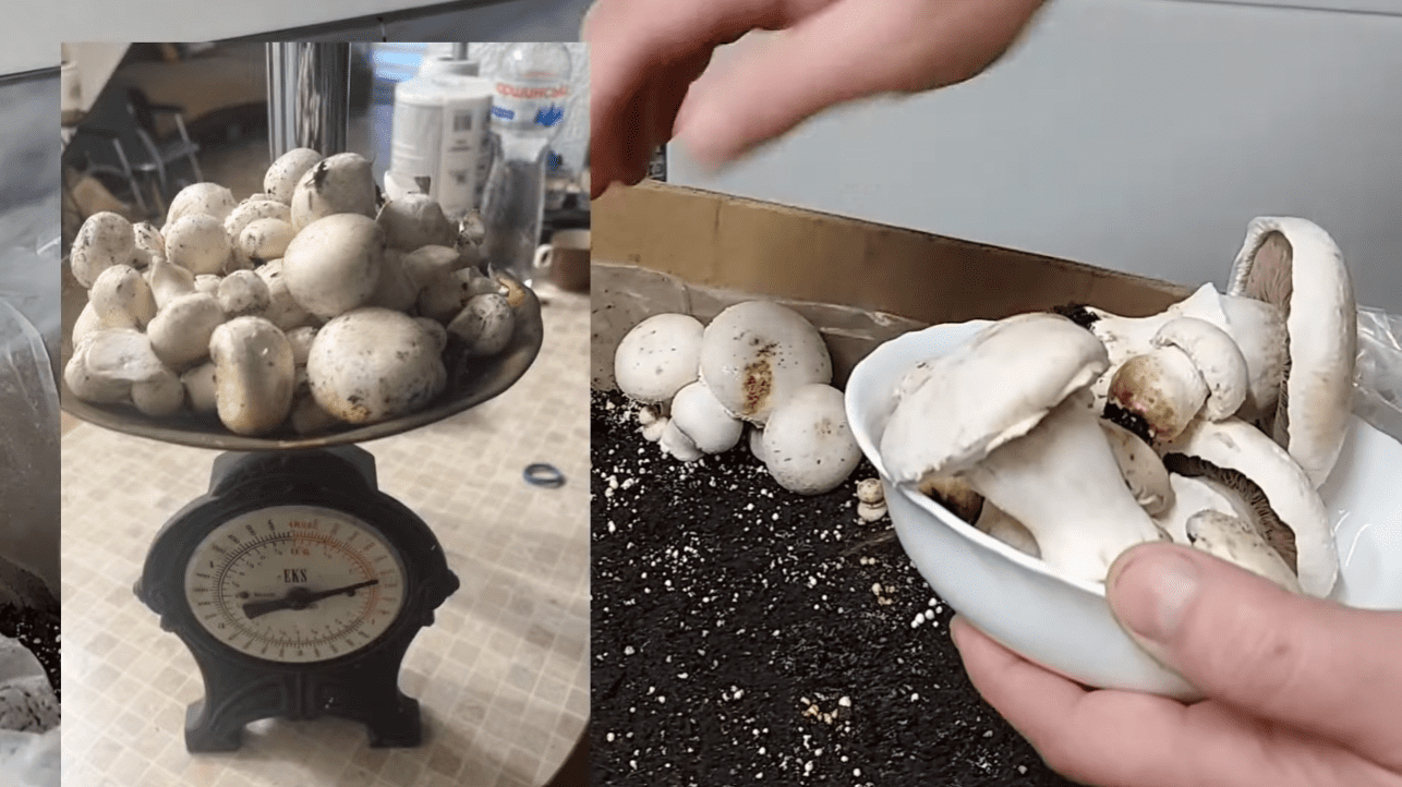 Вирощування печериць вдома: вся правда без прикрас