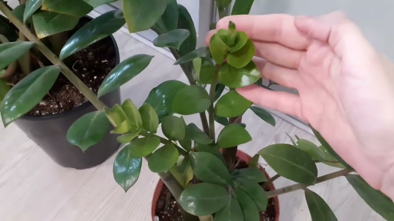 Фахівці розповіли, чим підживити заміокулькас, щоб пагони не завалювалися на бік